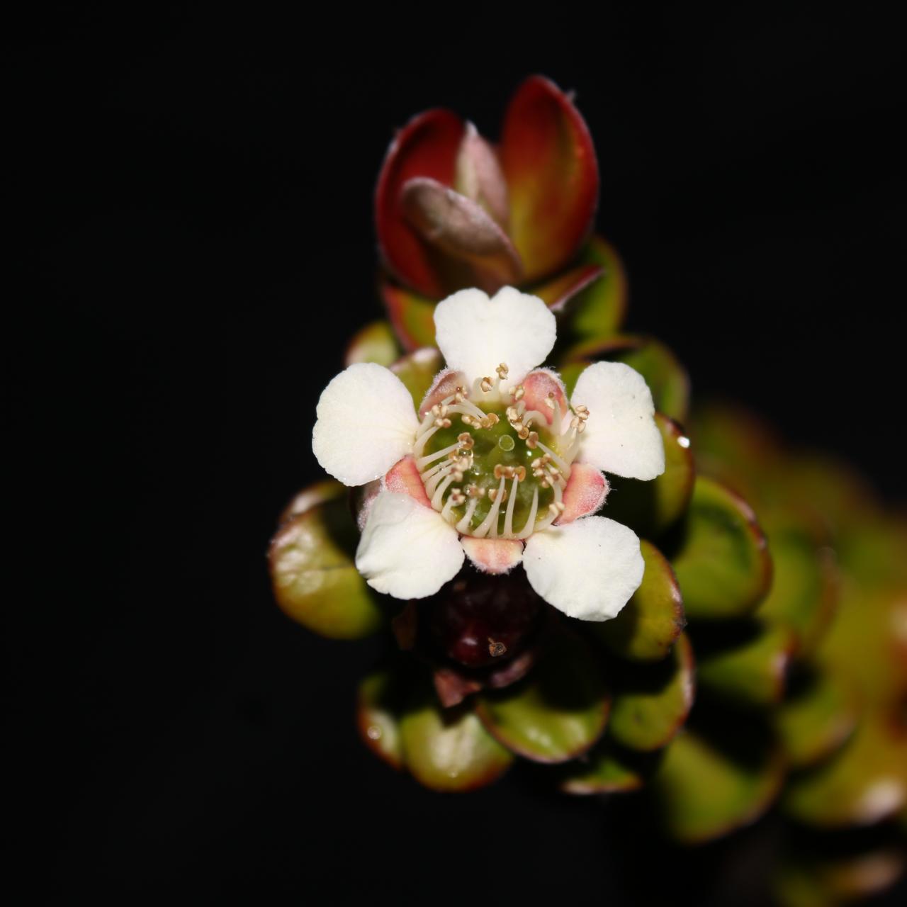 The Fascinating Plants of Mount Latimojong | Discovery